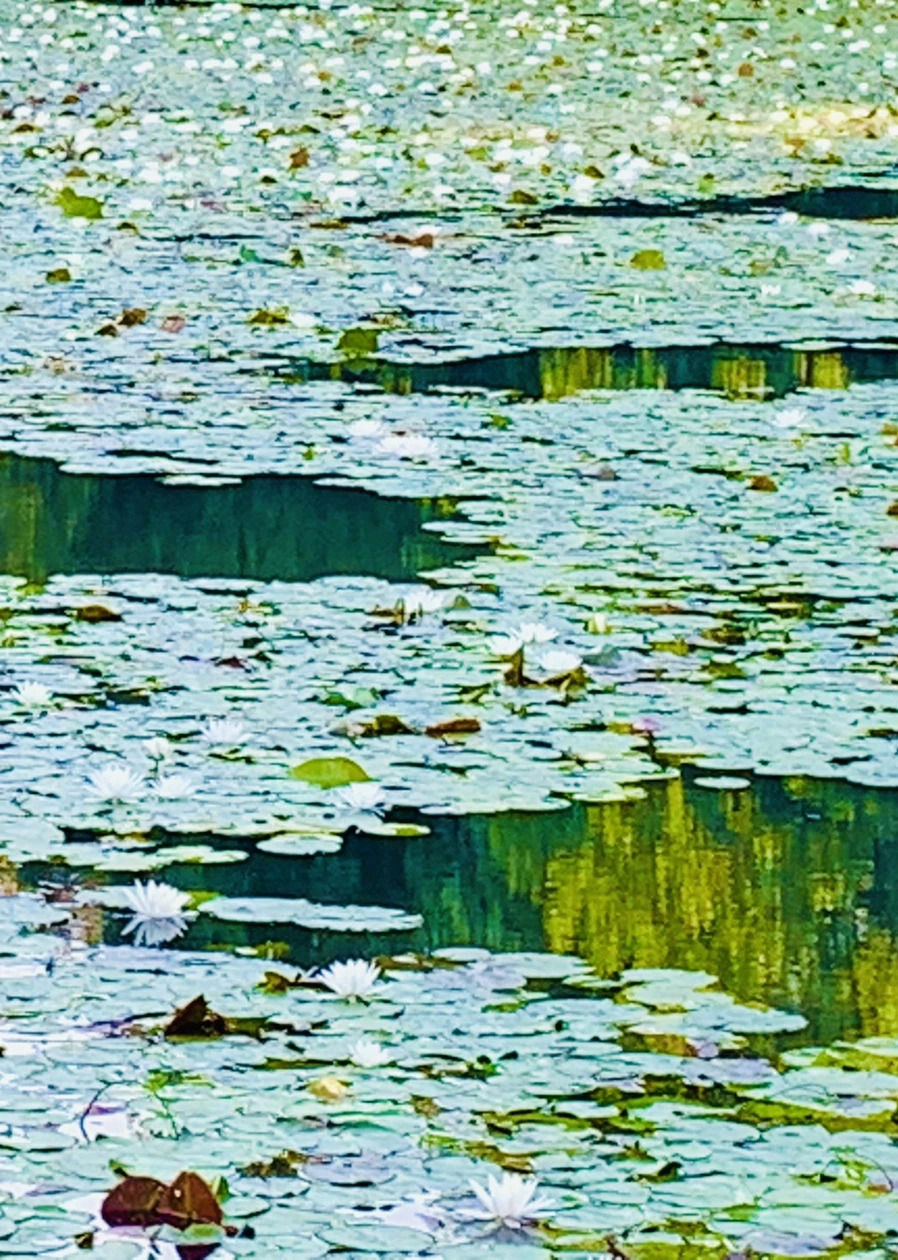 IMG_1955.jpg?type=w966