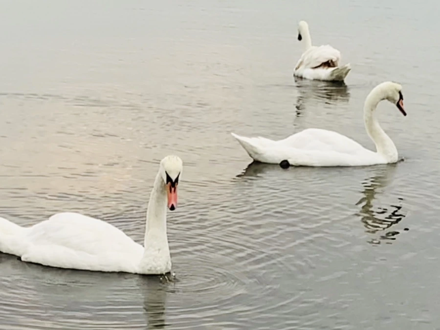 IMG_0326.jpg?type=w966