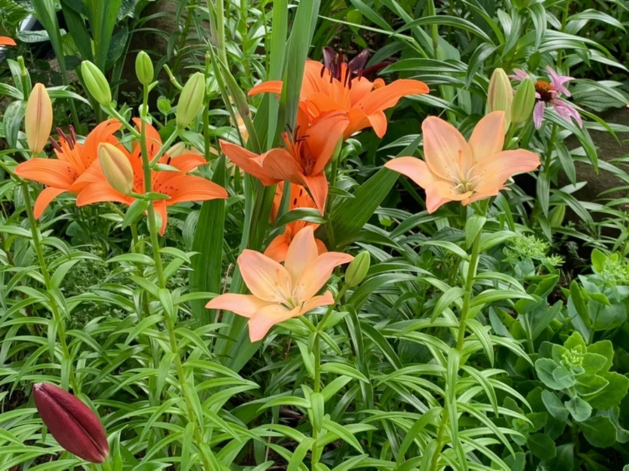 IMG_7275.jpg?type=w966