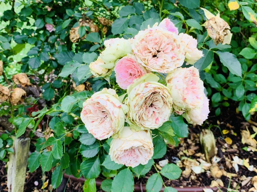 IMG_0443.jpg?type=w966