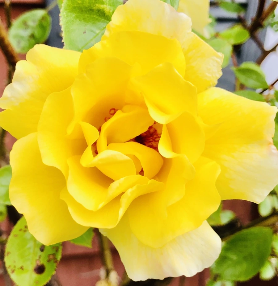 IMG_7570.jpg?type=w966