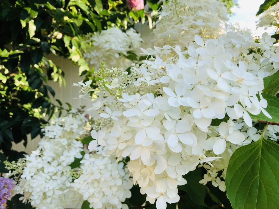 IMG_4699.jpg?type=w966