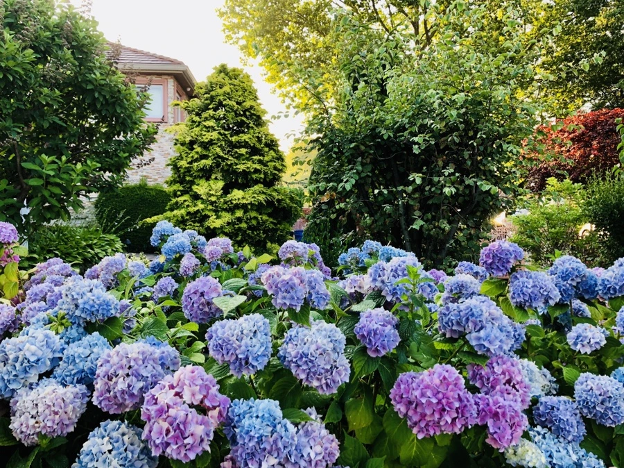 IMG_0541.jpg?type=w966