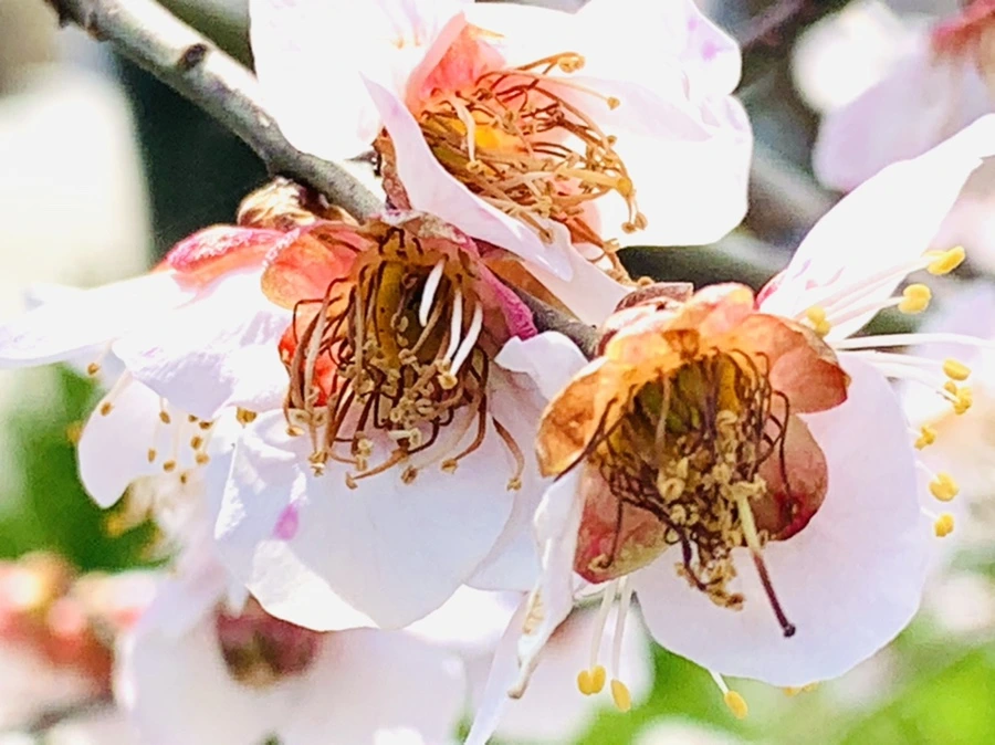 IMG_4218.jpg?type=w966