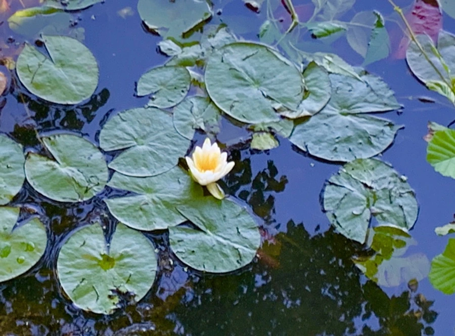 IMG_4234.jpg?type=w966