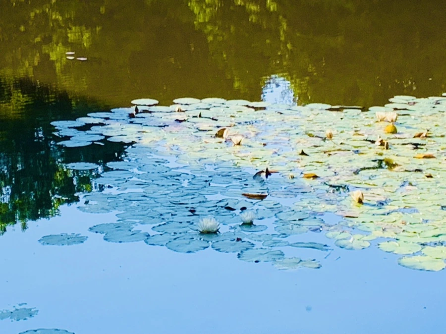 IMG_4261.jpg?type=w966