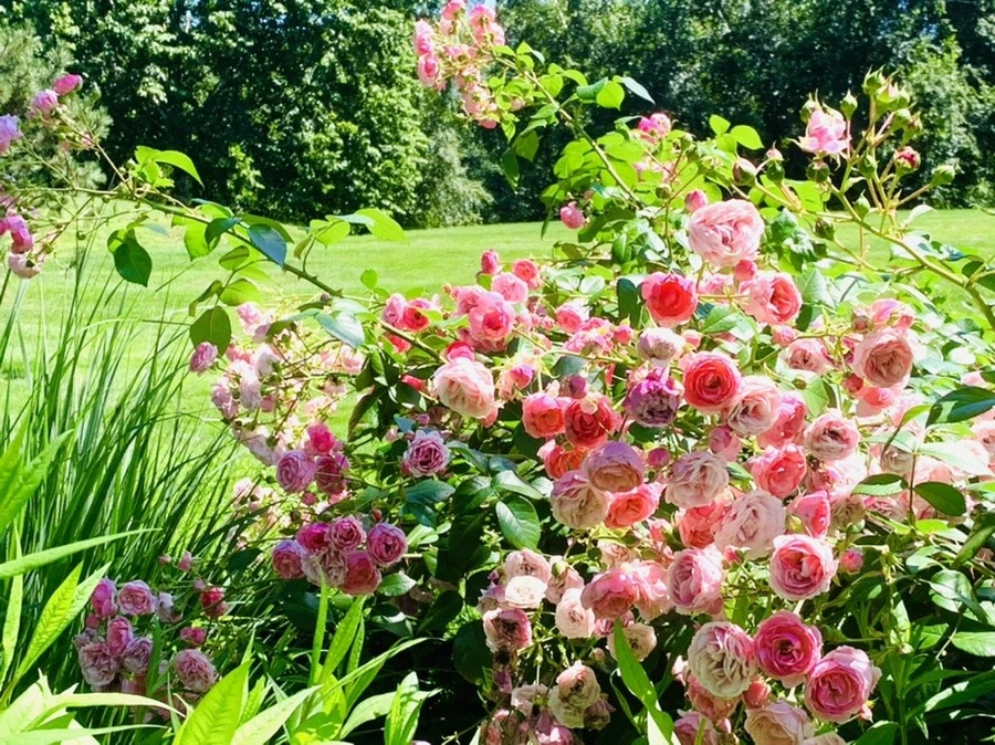 ZICsqk4Afi7rw5Ocn8wCMkyxgWk