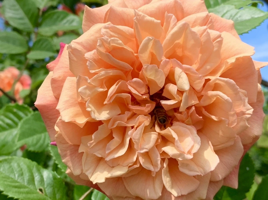 IMG_5842.jpg?type=w966