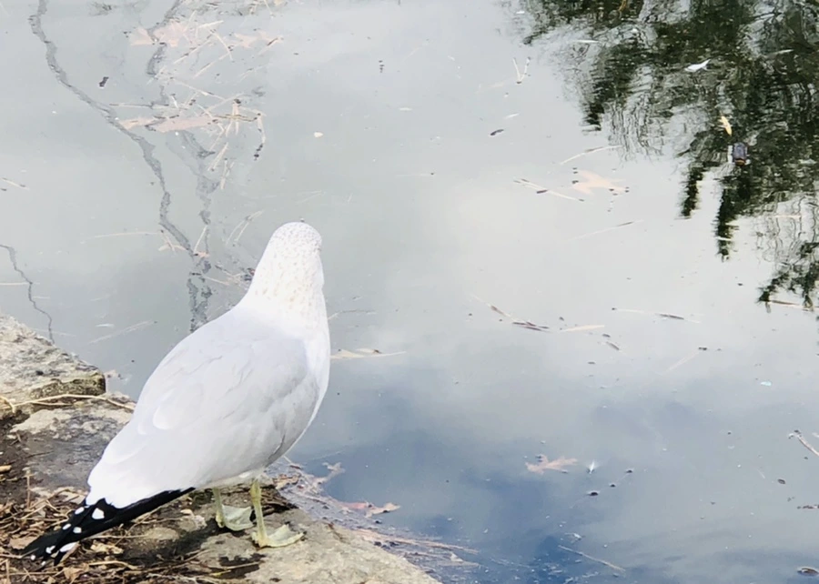 IMG_0004.jpg?type=w966