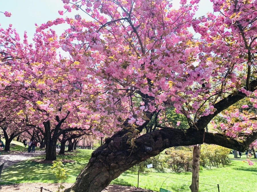 IMG_6431.jpg?type=w966