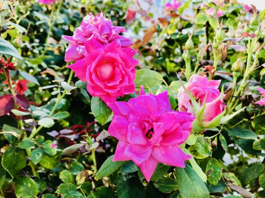 IMG_2172.jpg?type=w966