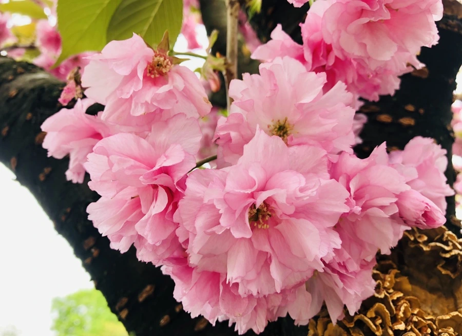 IMG_3951.jpg?type=w966