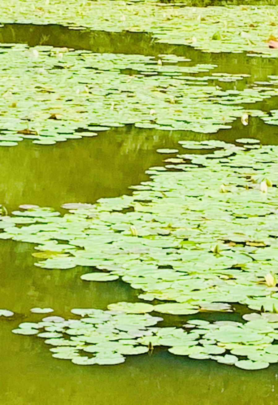 IMG_2967.jpg?type=w966