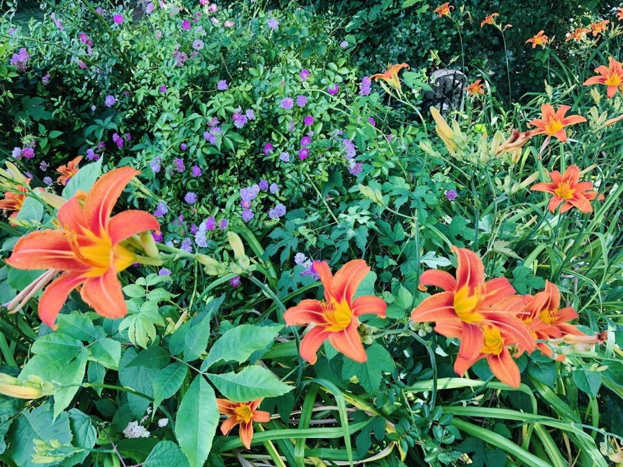 IMG_0001.jpg?type=w966