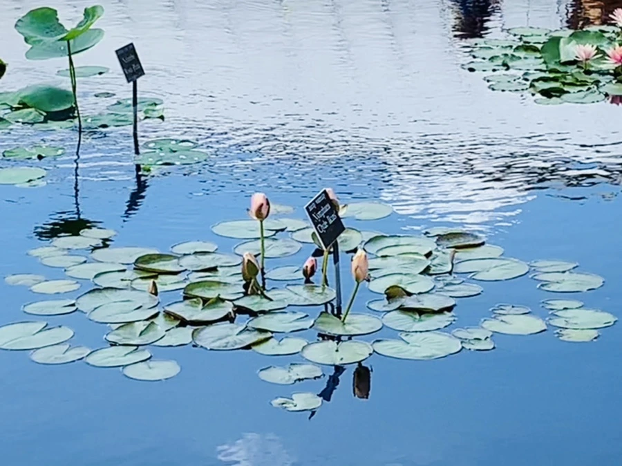 IMG_2081.jpg?type=w966