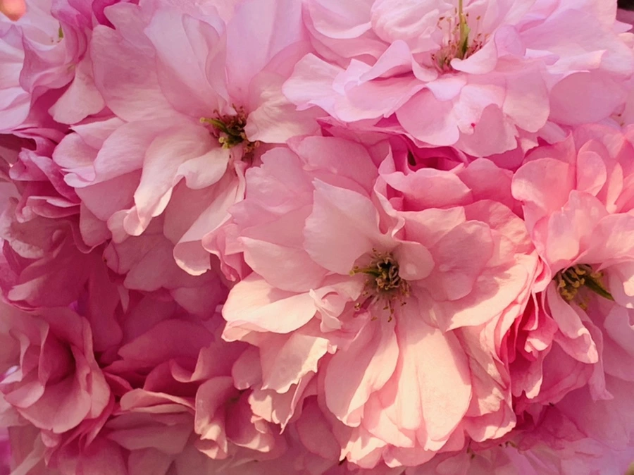 IMG_4939.jpg?type=w966