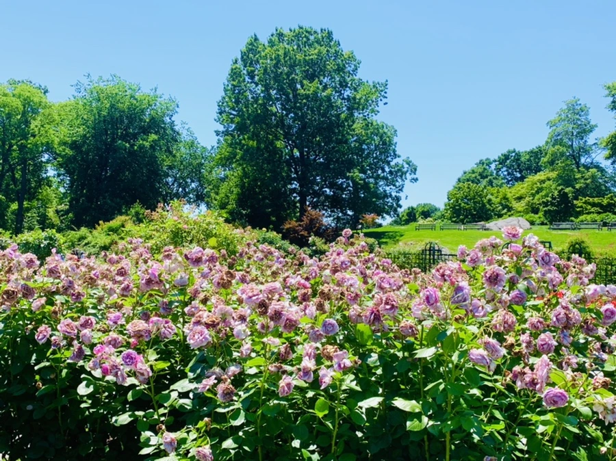 IMG_4178.jpg?type=w966