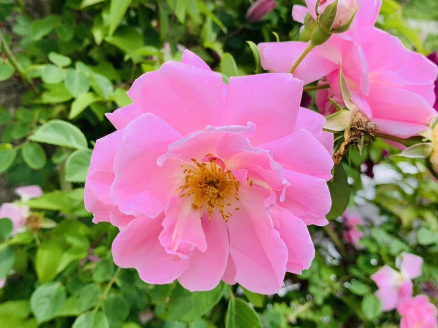 IMG_9670.jpg?type=w966