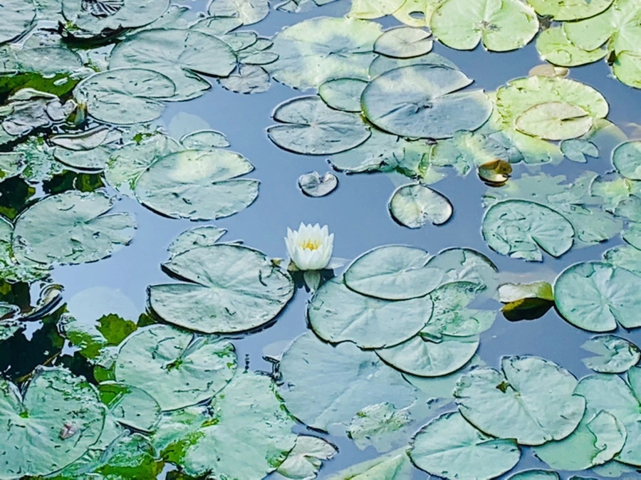 IMG_1282.jpg?type=w966