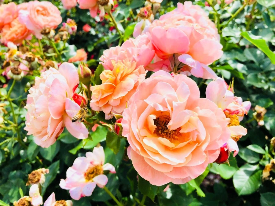 IMG_7853.jpg?type=w966