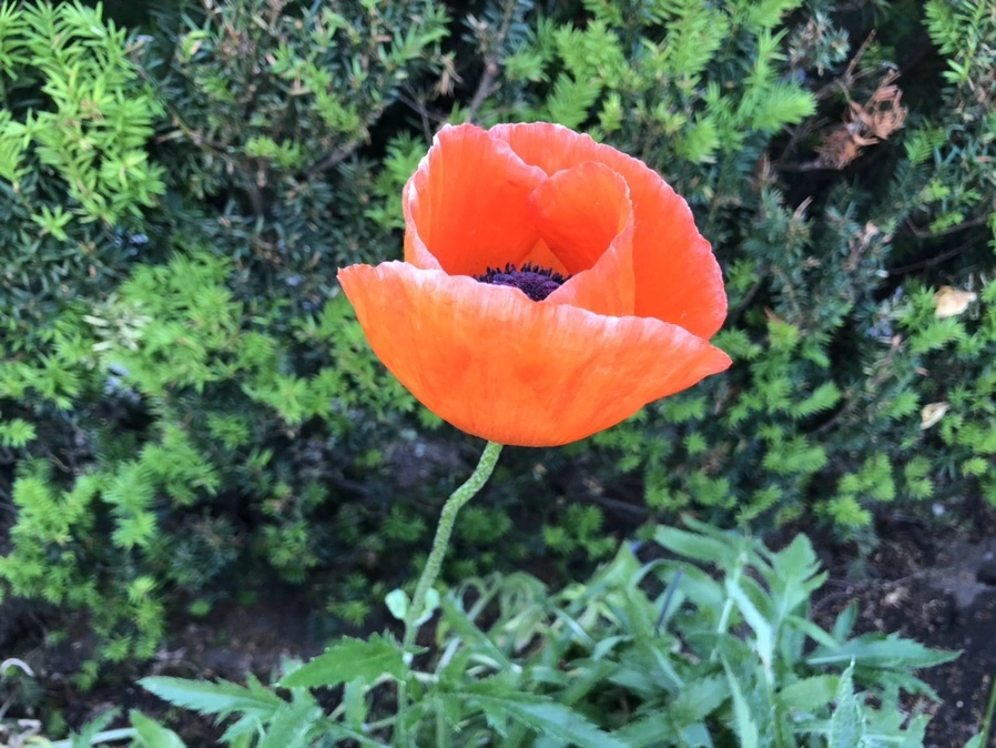 IMG_8620.jpg?type=w966