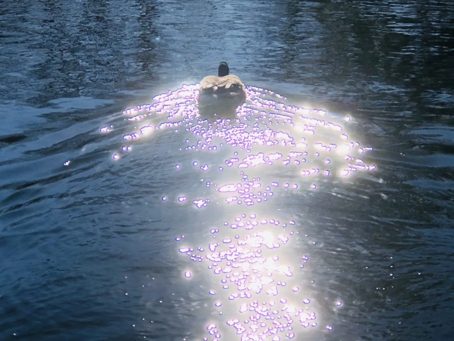 IMG_0287.jpg?type=w966