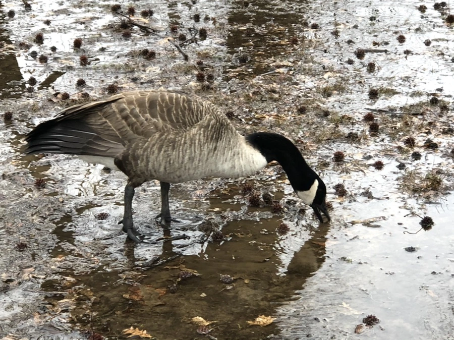 IMG_5718.jpg?type=w966