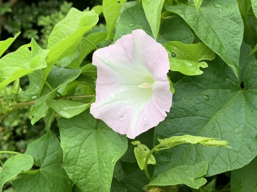 IMG_3546.jpg?type=w966