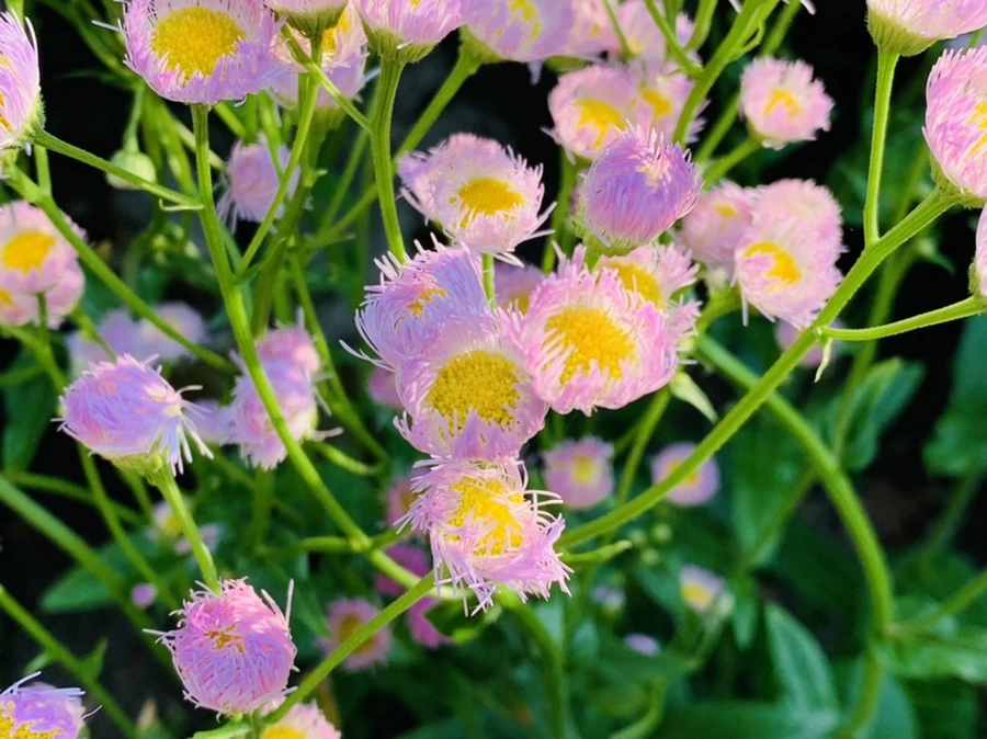 IMG_4117.jpg?type=w966