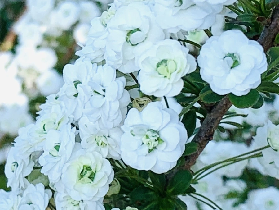 IMG_3301.jpg?type=w966