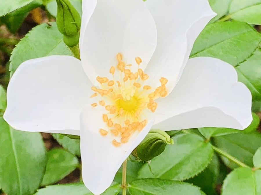 IMG_6939.jpg?type=w966