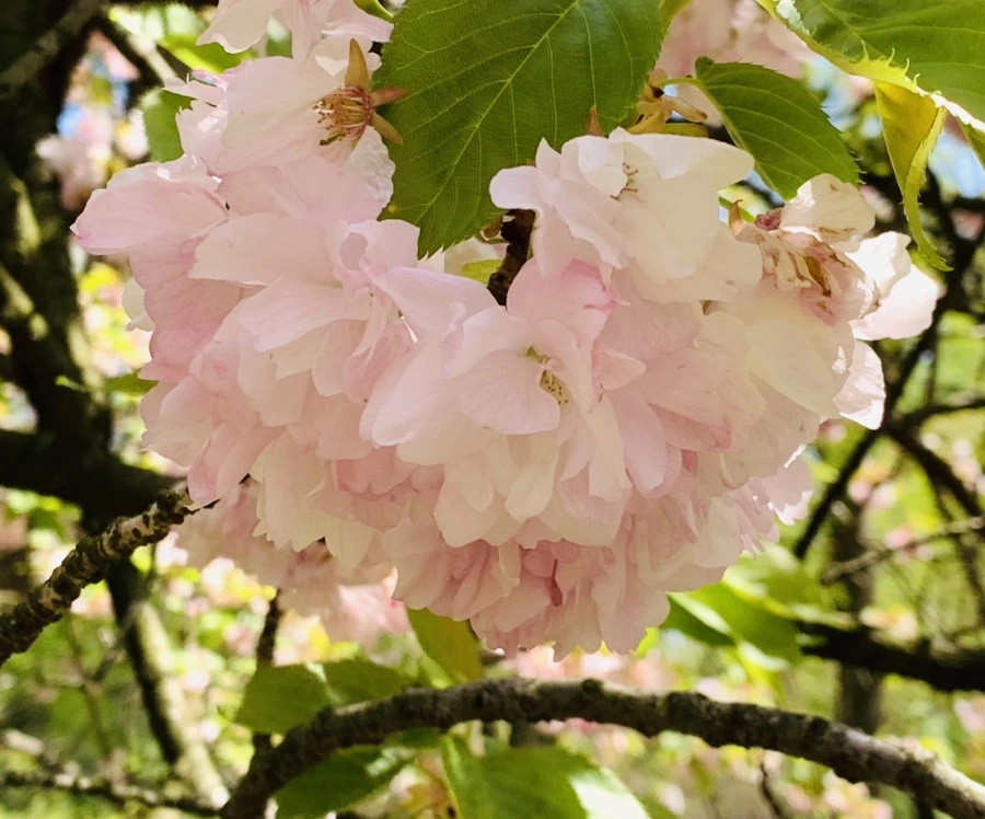 IMG_6302.jpg?type=w966