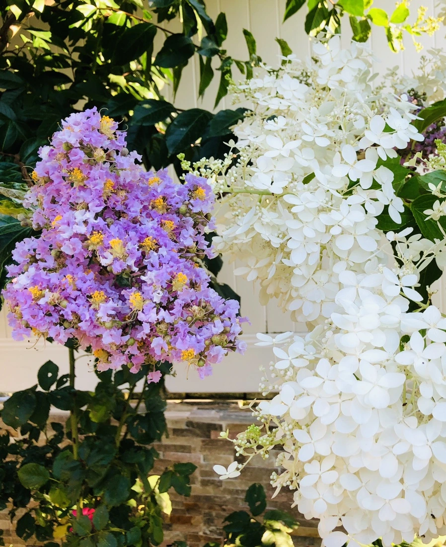 IMG_4677.jpg?type=w966