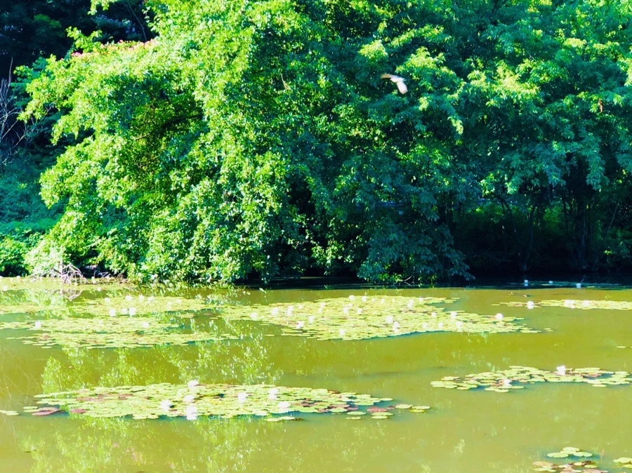 IMG_3964.jpg?type=w966