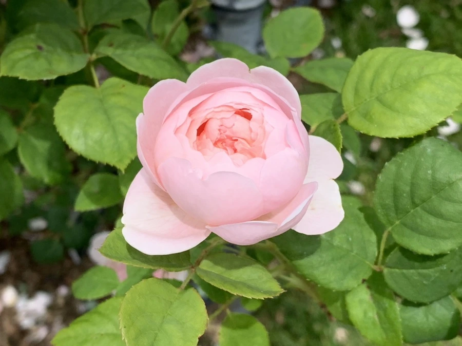 IMG_9657.jpg?type=w966