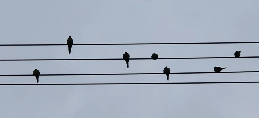 IMG_8162.jpg?type=w966