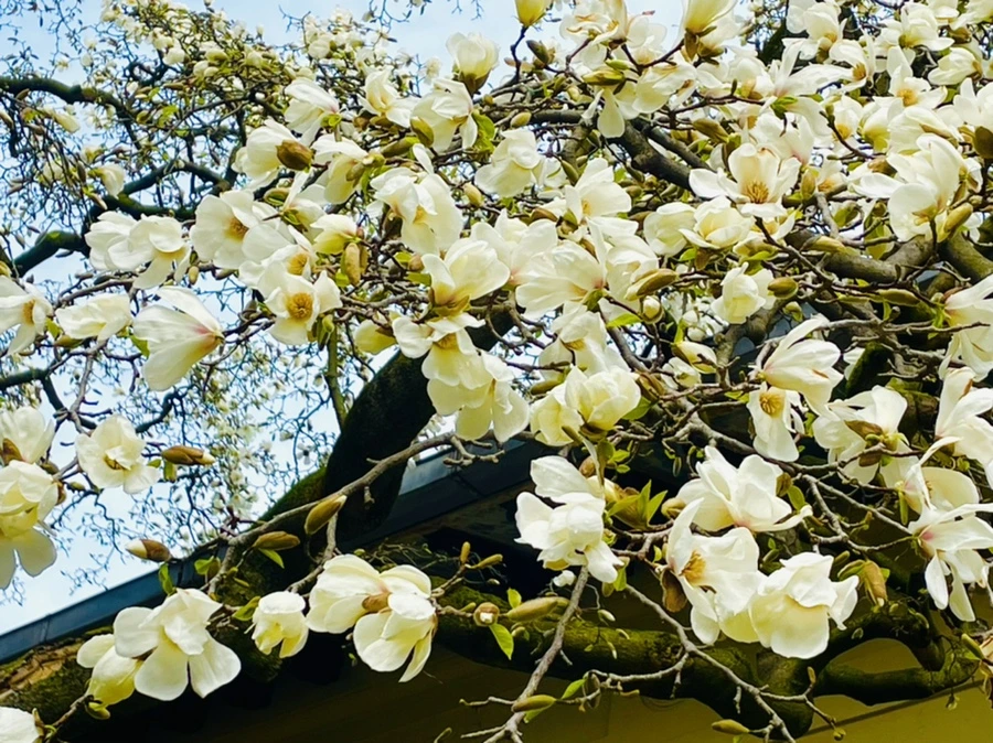 IMG_7480.jpg?type=w966