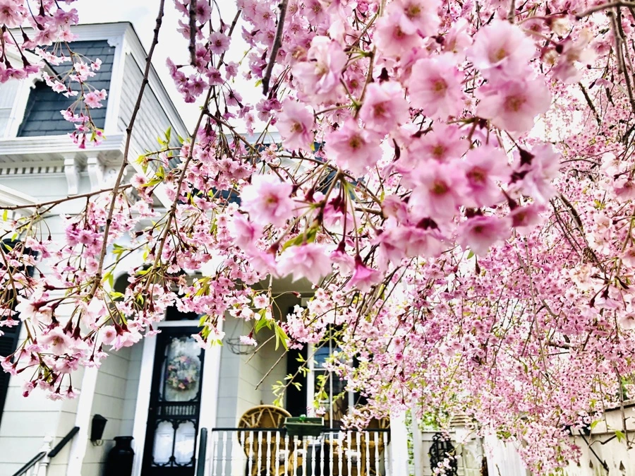 IMG_7086.jpg?type=w966