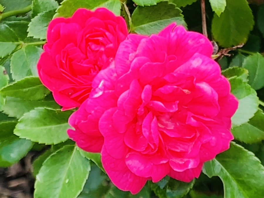 IMG_8532.jpg?type=w966