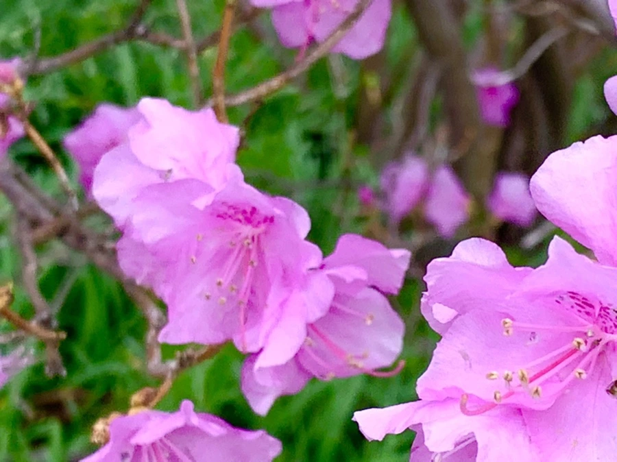 IMG_5976.jpg?type=w966