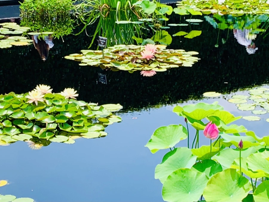 IMG_5355.jpg?type=w966