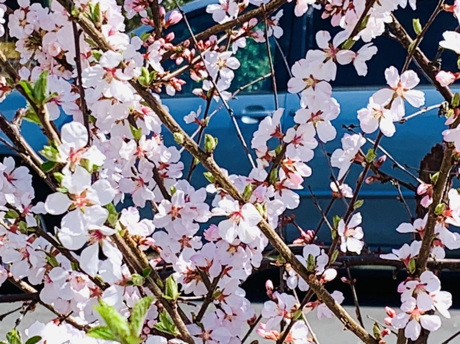 IMG_8065.jpg?type=w966