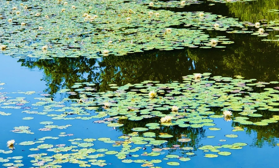 IMG_2336.jpg?type=w966