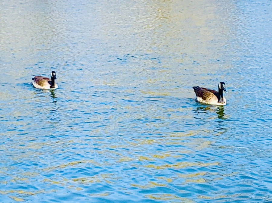 IMG_9901.jpg?type=w966