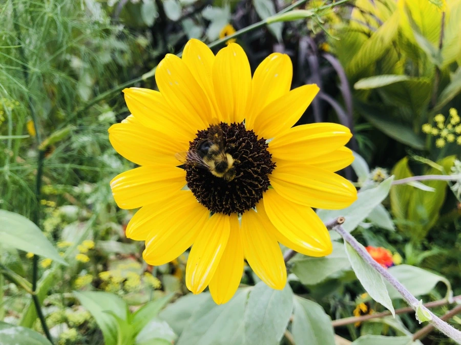 IMG_1808.jpg?type=w966