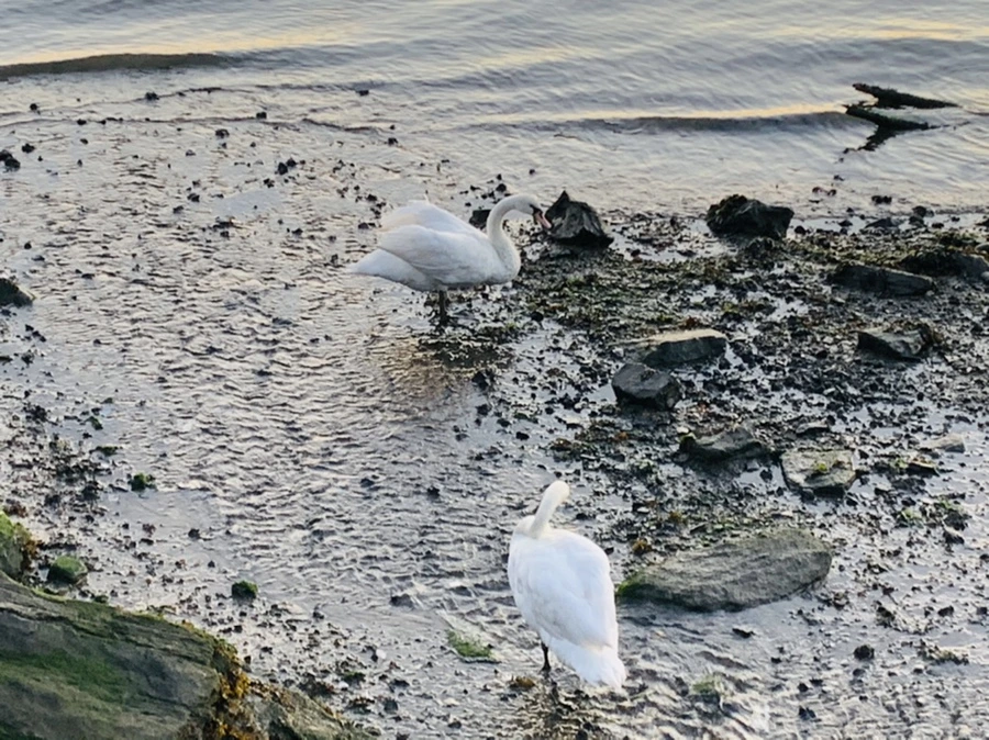 IMG_9474.jpg?type=w966