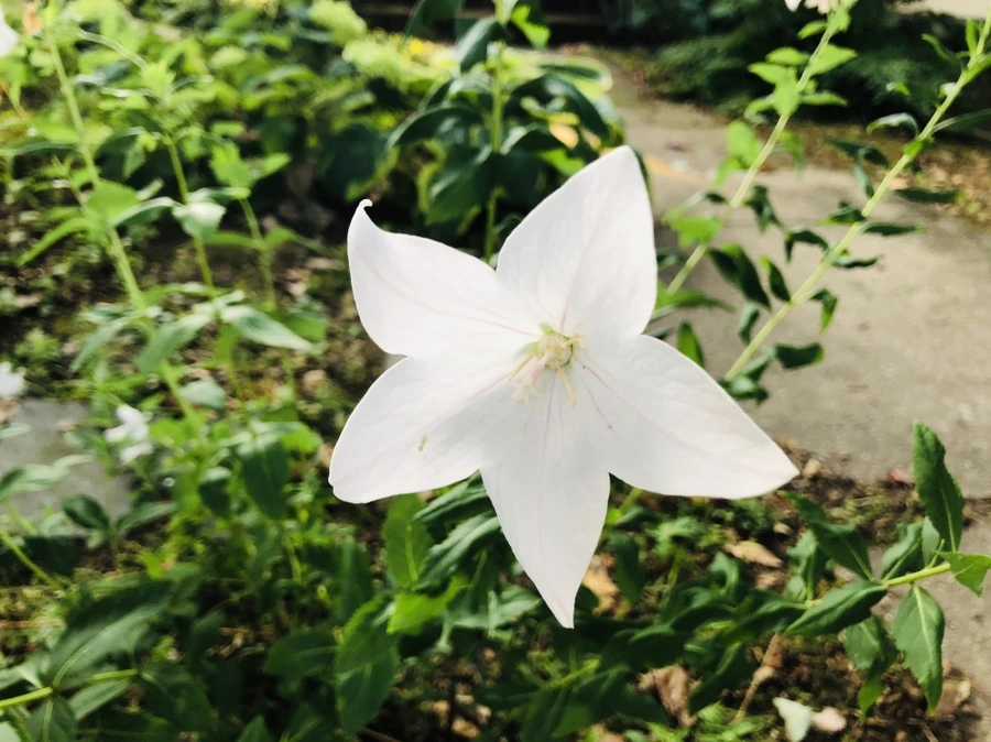 IMG_4468.jpg?type=w966