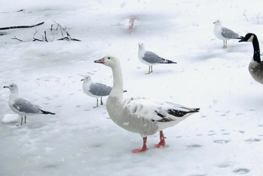 IMG_4173.jpg?type=w966