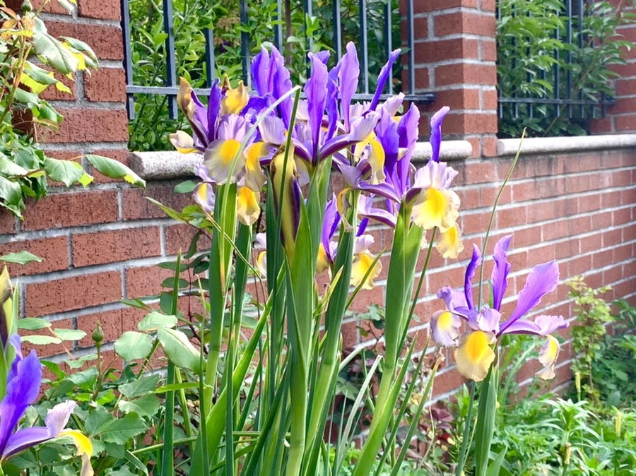 IMG_9084.jpg?type=w966