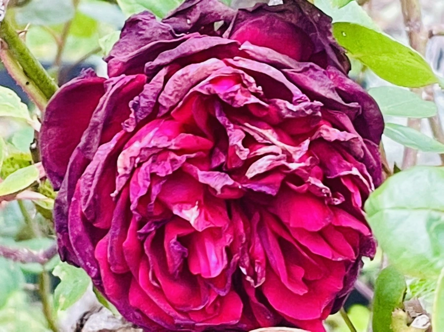 IMG_6194.jpg?type=w966